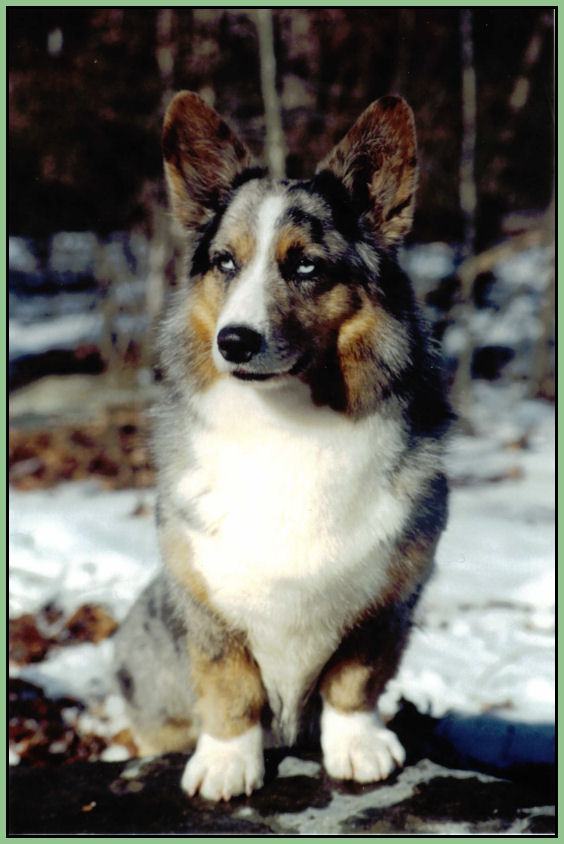 Blue merle corgi puppies 2024 for sale near me